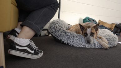 A brown and white dog lies on a fluffy grey bed, looking up. Next to the dog, a person wearing black jeans and black Vans trainers with frilly white socks is seated, with only their legs visible. Items are scattered in the background.